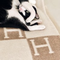 Heart yang bukan hanya memiliki banyak tas Hermes tapi juga produk lain dari brand high end tersebut, rela menjadikan selimut Hermes seharga Rp 20 jutaan sebagai alas tidur kucing kesayangannya. Foto: Instagram