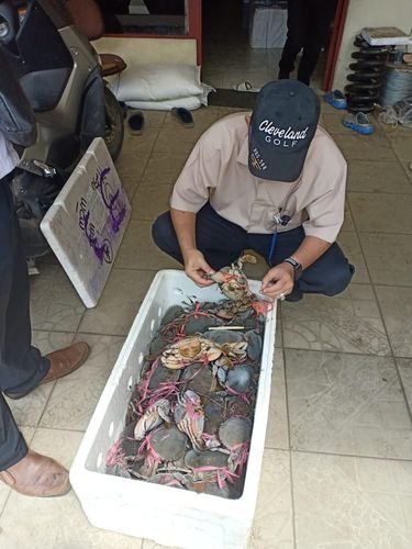Kepiting tersebut hendak diselundupkan ke Kuching, Malaysia