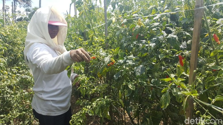 27 Kelompok Tani di Malang Dapat Bantuan Tanam Cabai 27 Kelompok Tani di Malang Dapat Bantuan Tanam Cabai