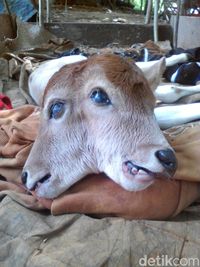 Heboh di Riau! Sapi Lahir Berkepala 2