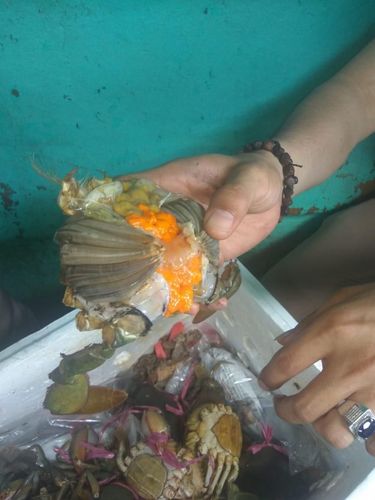 Kepiting yang diselundupkan merupakan betina yang bertelur
