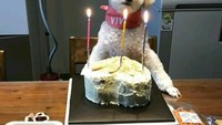 Bukan hanya Suhonya yang imut, anjingnya juga tak kalah imut ya. Gemas! Foto: Instagram @suhoexoworld