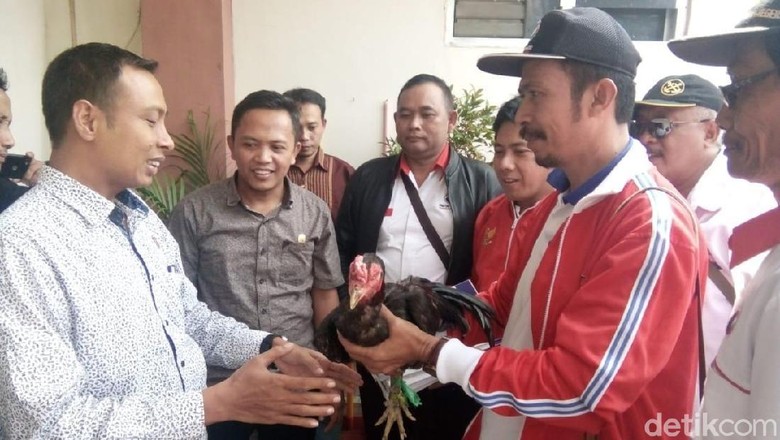 Beda Sendiri, Para Caleg Ini Daftar ke KPU Bawa Ayam Jago Beda Sendiri, Para Caleg Ini Daftar ke KPU Bawa Ayam Jago