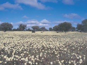 Liburan ke Australia, Bisa Lihat 12 Ribu Jenis Bunga Cantik
