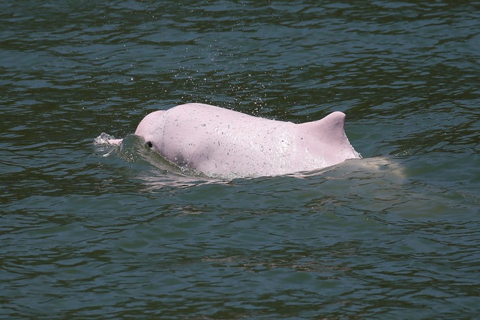 A Chinese white dolphin swims off Lantau island in Hong Kong, China May 30, 2018. Picture taken May 30, 2018.  REUTERS/Bobby Yip