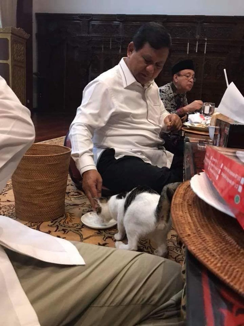 Viral Foto Prabowo Beri Makan Kucing, Gerindra: Bukan Akting Viral Foto Prabowo Beri Makan Kucing, Gerindra: Bukan Akting