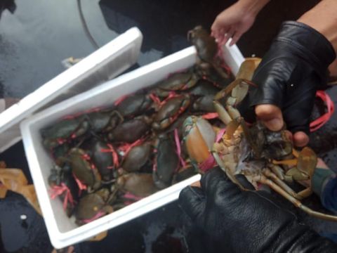 Ada lebih dari 3.000 kepiting yang hendak diselundupkan