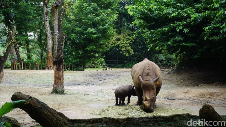 SIngapore Zoo SIngapore Zoo