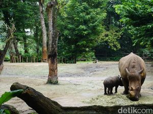 Pemuda Singapura Berulah: Terobos Kandang Badak, Bunuh Katak, Lalu Hisap Ganja