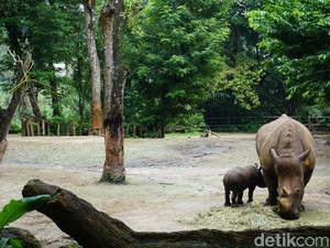 Pemuda Singapura Berulah: Terobos Kandang Badak, Bunuh Katak, Lalu Hisap Ganja
