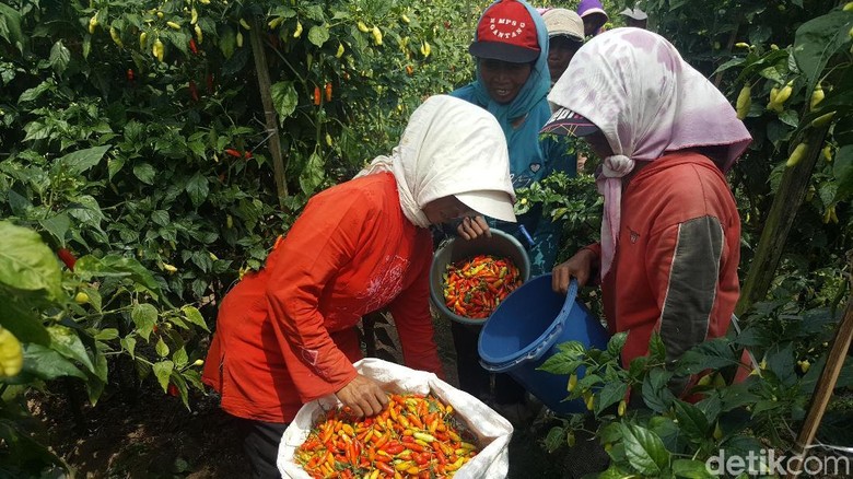 Ratusan Hektar Lahan Cabai di Malang Terserang Virus Gemini Ratusan Hektar Lahan Cabai di Malang Terserang Virus Gemini