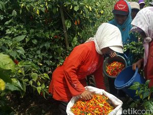 Ratusan Hektar Lahan Cabai di Malang Terserang Virus Gemini