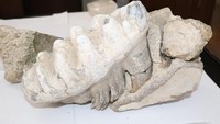 Direkrut Museum Yozgat, Hasan Senyurt, memperkirakan usia fosil tersebut adalah 8 juta tahun.  (Foto: Dok. Anadolu Agency)