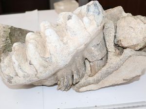 Foto: Petani Turki Temukan Fosil Mammoth Berusia 8 Juta Tahun