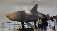Harga tiket Okinawa Churaumi Aquarium untuk dewasa perorangan 1850 yen dan rombongan (min 20 orang) 1480 yen. Lalu untuk pelajar SMA 1230 yen dan rombongan 980 yen. Untuk anak-anak 610 yen dan rombongan 490 yen (Masaul/detikTravel) 