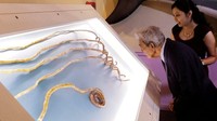 Kuku panjang Shridhar kini dipamerkan di museum Ripleys Believe It or Not!, New York. (Foto: BBC)