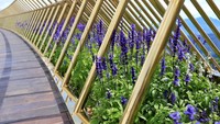 Sepanjang jalan jembatan dihiasi oleh bunga jenis krisan berwarna ungu bernama Lobelia Chrysanthemum. (istimewa/newsexaminer)