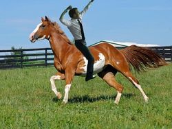 Meme Kocak Selebrasi Presiden Prancis di Piala Dunia