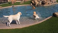 Hotel ini dilengkapi juga dengan kolam renang. Anjing-anjing yang menginap di sini bisa main air sampai puas. (Barkingham Pet Hotel)