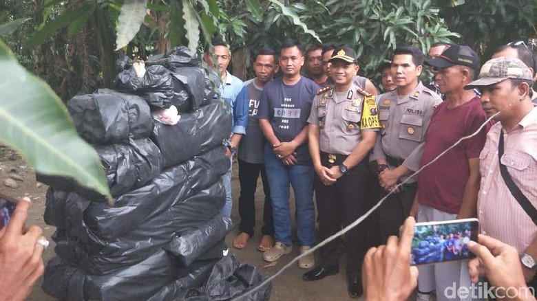 Tangkap 2 Bandar, Polisi Temukan 240 Kg Ganja di Sumut