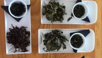 Mampir ke Zealong Tea, Nurul juga mencicip beragam jenis teh yang tinggi antioksidan. Foto: Instagram @nurulzbshamsul