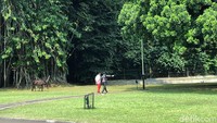 Di halaman itu, ada dua ekor kuda jenis Sandalwood yang talinya ditambatkan di bawah pohon rindang. Terlihat Jokowi menunjuk ke arah kuda tersebut sambil berbincang dengan Zohri.
