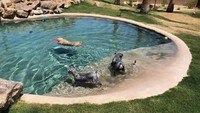 Kamar basic  dibanderol sebesar US$ 59 (setara Rp 850 ribu) per malamnya. Sedangkan untuk kamar suites yang lebih mewah, hotel Barkingham mematok harga US$ 99 (setara Rp 1,4 juta) per malam.  (Barkingham Pet Hotel)
