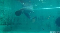  Tak berhenti di situ, kamu juga bisa melihat ikan dugong di Okinawa Churaumi Aquarium. Jam buka Okinawa Churaumi Aquarium di periode normal dari Oktober-Februari dari pukul 08.30-18.30. Saat musim panas dari Maret-September dari pukul 08.30-20.00 (Masaul/detikTravel) 