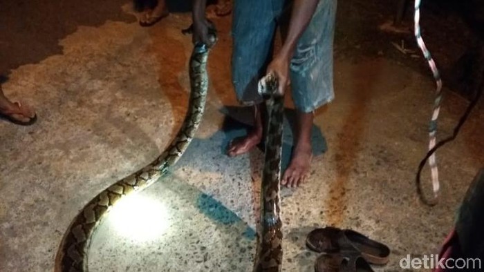 Warga Jepara Tangkap Ular Piton dan Dilepas Lagi karena Alasan Ini