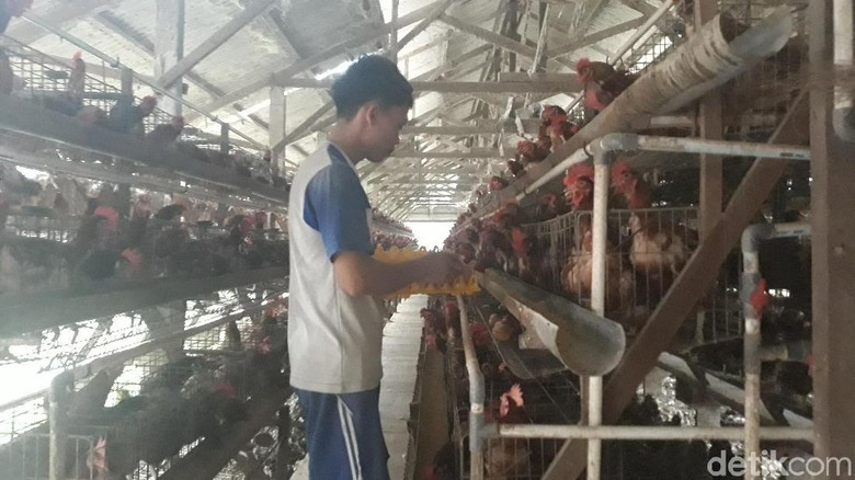 Ini Penyebab Kenaikan Harga Daging dan Telur Ayam di Garut Ini Penyebab Kenaikan Harga Daging dan Telur Ayam di Garut