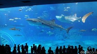 Di Lantai 1 inilah pertunjukan utama dari Okinawa Churaumi Aquarium. Pertunjukan itu bernama Akuarium Kuroshio yang berisi beberapa ekor hiu paus, ikan pari manta, tuna kuningm dan tongkol (Masaul/detikTravel)