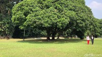 Ada sekitar lima menit Jokowi dan Zohri jalan kaki berdua hingga ke perbatasan Istana Bogor dan Kebun Raya Bogor. Keduanya tampak intim berbincang.  