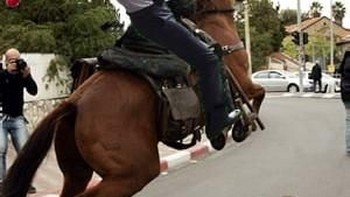 Kebiasaan bawa banteng, pas naik kuda jadi ugal-ugalan. Foto: 9GAG