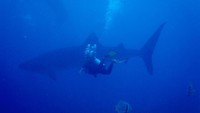 Siapa sih yang tidak mau diving ketemu ikan sebesar ini? Momen keren di abadikan Amy saat liburan di Cebu, Filipina. (missamywillerton/Instagram)