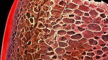 Tomat. (Foto: Brightside)