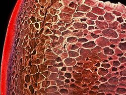 Potret Mencengangkan Benda-benda di Bawah Mikroskop