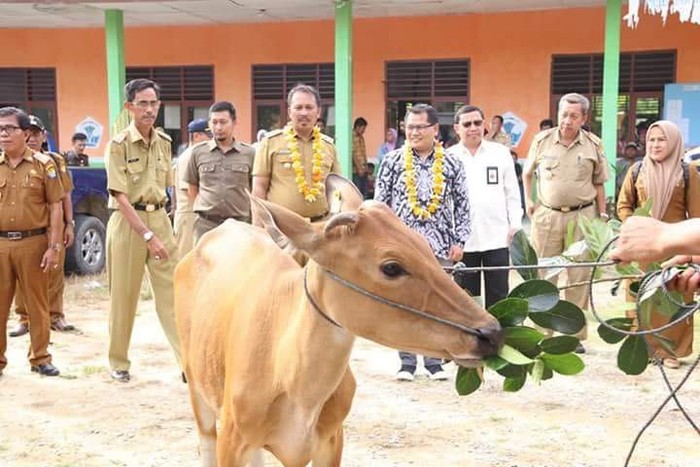 Berikan 330 Ekor Sapi, Kemendes PDTT Dorong Transmigran Produktif
