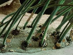 Potret Mencengangkan Benda-benda di Bawah Mikroskop