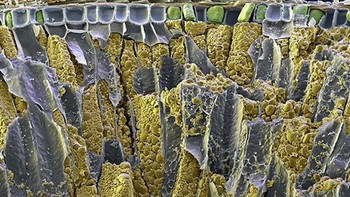 Gandum. (Foto: Brightside)