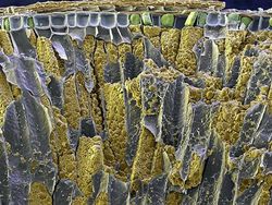 Potret Mencengangkan Benda-benda di Bawah Mikroskop