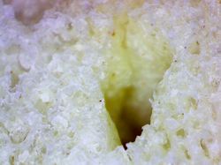 Potret Mencengangkan Benda-benda di Bawah Mikroskop