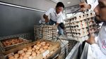 100 Ton Telur Ayam Disebar ke Jabodetabek