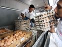 Meski Ha   rga Pakan Naik, Daging dan Telur Ayam Tetap Stabil