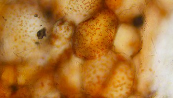 Cabai merah. (Foto: Brightside)