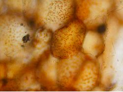 Potret Mencengangkan Benda-benda di Bawah Mikroskop