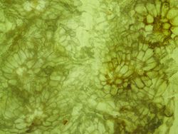 Potret Mencengangkan Benda-benda di Bawah Mikroskop