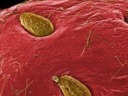 Potret Mencengangkan Benda-benda di Bawah Mikroskop