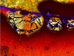 Potret Mencengangkan Benda-benda di Bawah Mikroskop