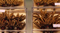 Karena sulit dicari harganya pun sangat mahal. Dikutip dari BBC satu kilogram yarsagumba dibanderol dengan harga US$100.000 atau setara Rp 1,4 miliar di pasar internasional. (Foto: Thinkstock)