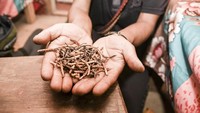 Selain dijadikan obat kuat, Yarsagumba dalam pengobatan tradisional china dipercaya bisa menyembuhkan berbagai penyakit mulai dari asma hingga kanker. (Foto: Thinkstock)